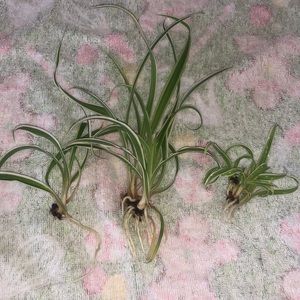 Spider Plant Rooted Babies (3)